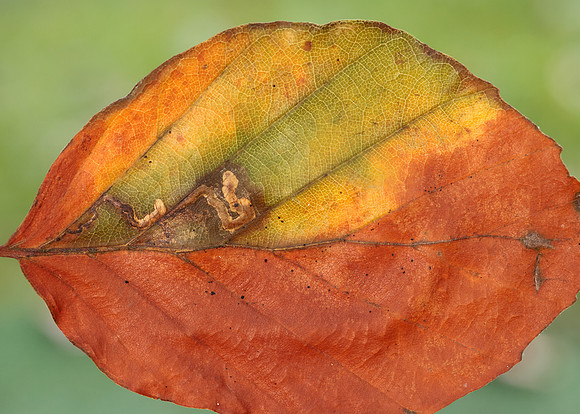 4.034 BF77 Stigmella tityrella