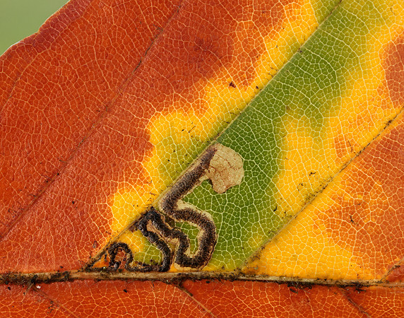 4.034 BF77 Stigmella tityrella