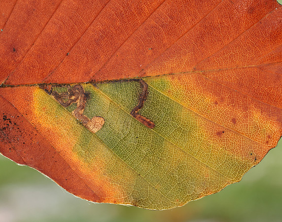 4.034 BF77 Stigmella tityrella