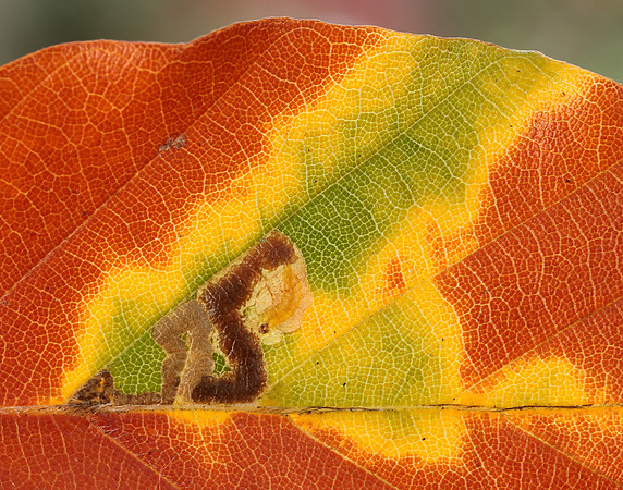 4.034 BF77 Stigmella tityrella