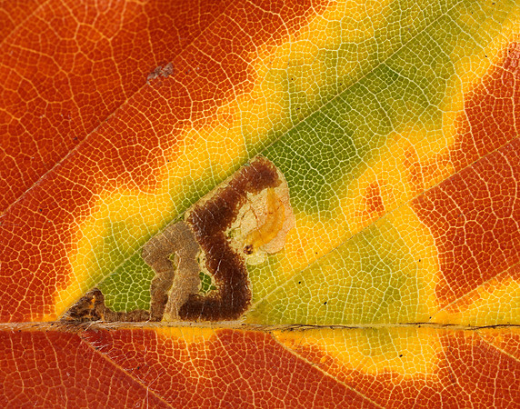 4.034 BF77 Stigmella tityrella