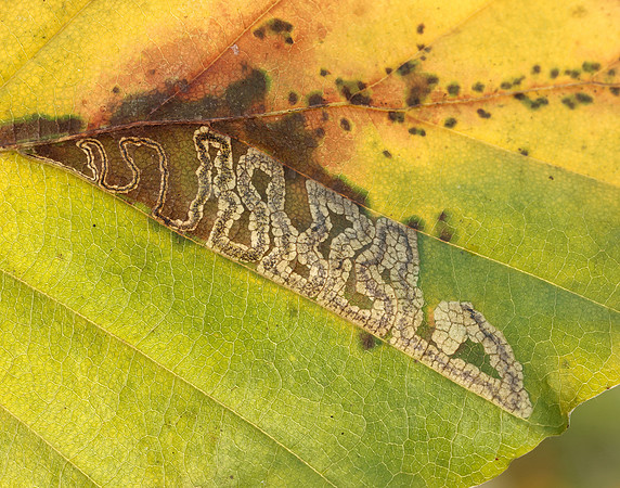 4.034 BF77 Stigmella tityrella