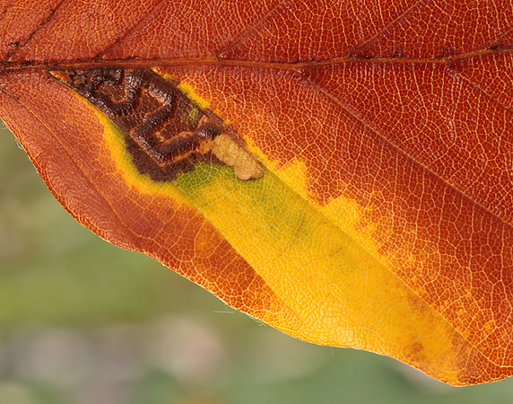4.034 BF77 Stigmella tityrella