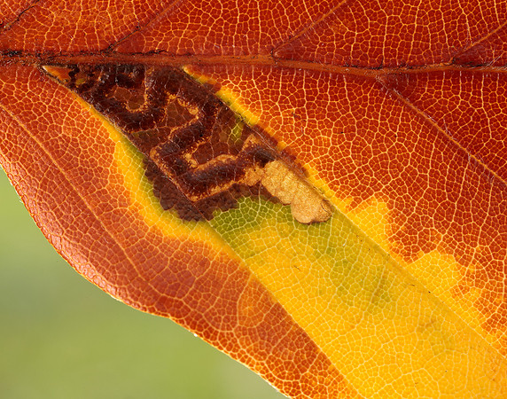 4.034 BF77 Stigmella tityrella