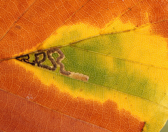 4.034 BF77 Stigmella tityrella