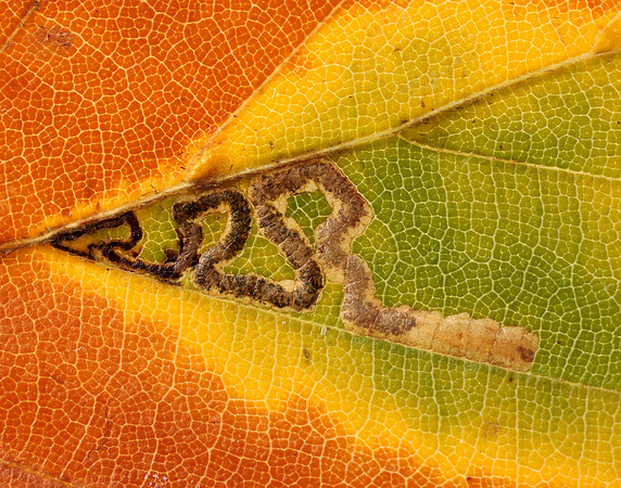 4.034 BF77 Stigmella tityrella