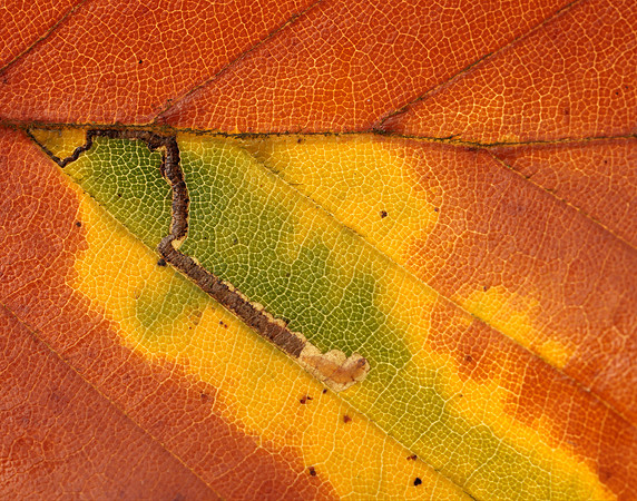 4.034 BF77 Stigmella tityrella