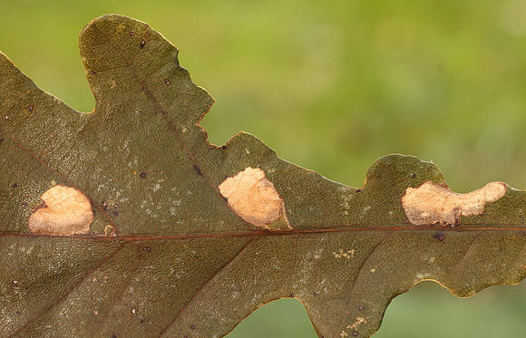 4.089 BF37 Ectoedemia albifasciella