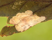 10.001 BF123 Tischeria ekebladella