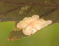 10.001 BF123 Tischeria ekebladella