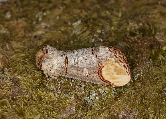 71.025 BF1994 Buff-tip Phalera bucephala