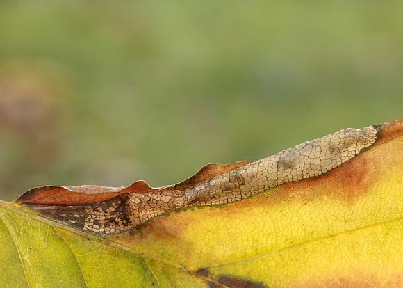 15.063 BF341 Phyllonorycter maestingella