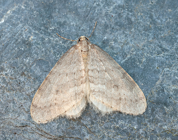 70.105 BF1800 Northern Winter Moth Operophtera fagata