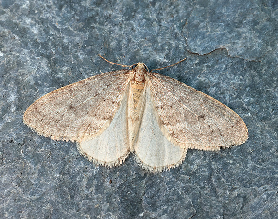 70.105 BF1800 Northern Winter Moth Operophtera fagata