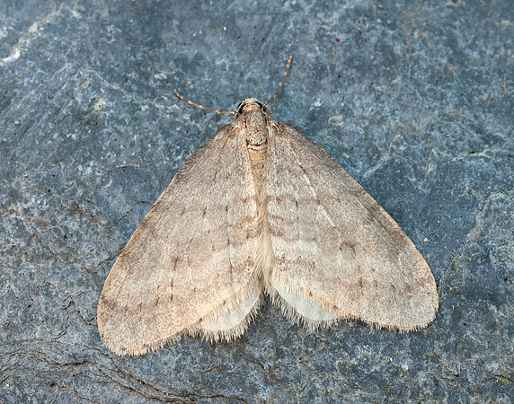 70.105 BF1800 Northern Winter Moth Operophtera fagata