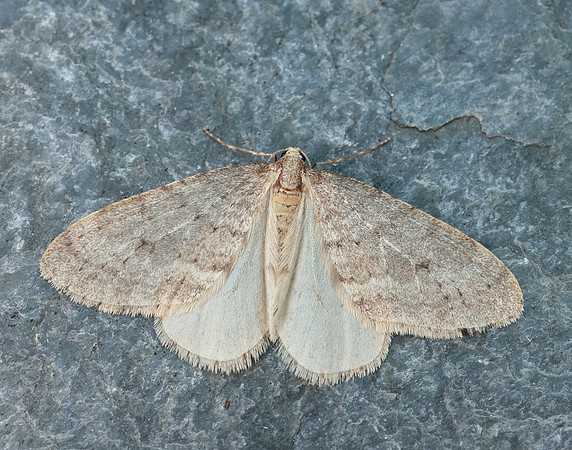 70.105 BF1800 Northern Winter Moth Operophtera fagata