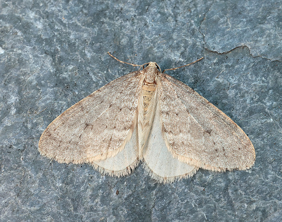 70.105 BF1800 Northern Winter Moth Operophtera fagata