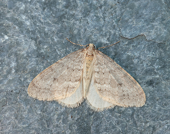 70.105 BF1800 Northern Winter Moth Operophtera fagata
