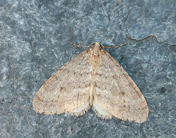 70.105 BF1800 Northern Winter Moth Operophtera fagata