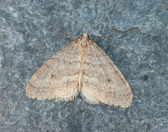 70.105 BF1800 Northern Winter Moth Operophtera fagata