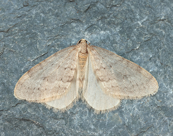 70.105 BF1800 Northern Winter Moth Operophtera fagata