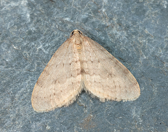 70.105 BF1800 Northern Winter Moth Operophtera fagata