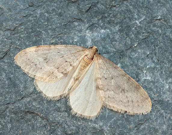 70.105 BF1800 Northern Winter Moth Operophtera fagata