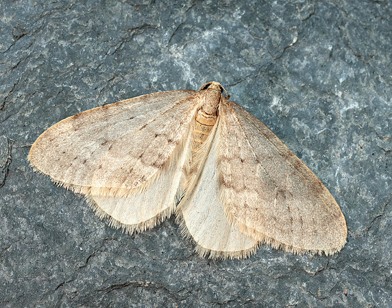 70.105 BF1800 Northern Winter Moth Operophtera fagata