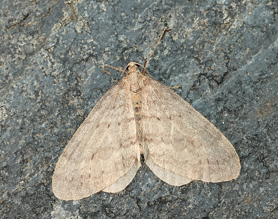 70.105 BF1800 Northern Winter Moth Operophtera fagata