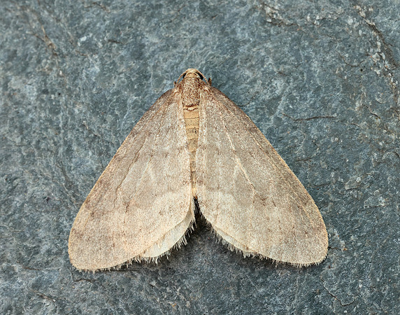 70.105 BF1800 Northern Winter Moth Operophtera fagata