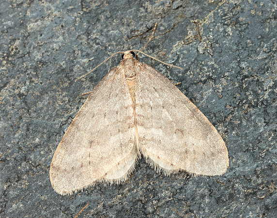 70.105 BF1800 Northern Winter Moth Operophtera fagata