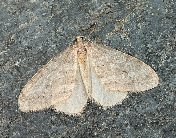 70.105 BF1800 Northern Winter Moth Operophtera fagata