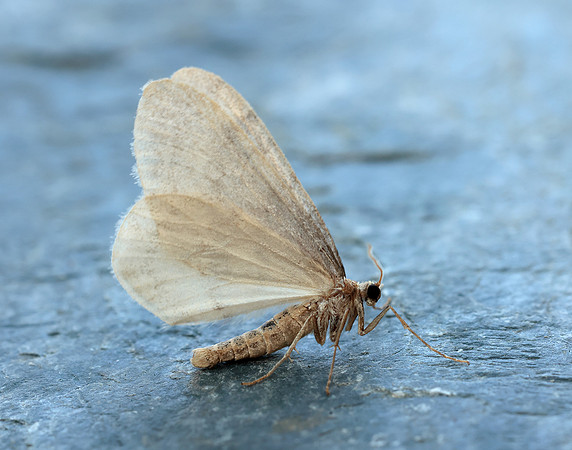 70.105 BF1800 Northern Winter Moth Operophtera fagata