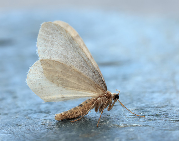 70.105 BF1800 Northern Winter Moth Operophtera fagata
