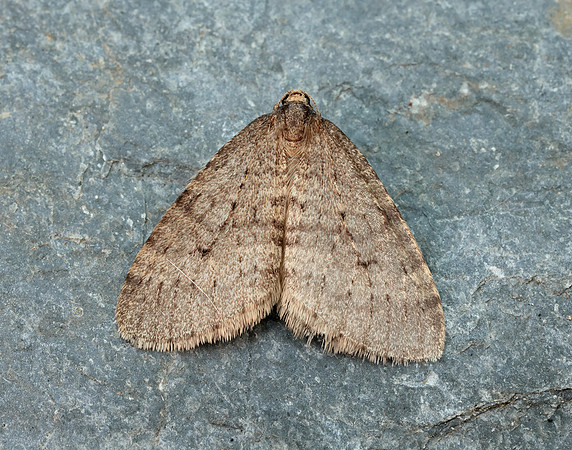 70.106 BF1799 Winter Moth Operophtera brumata