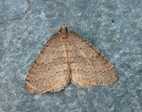 70.106 BF1799 Winter Moth Operophtera brumata