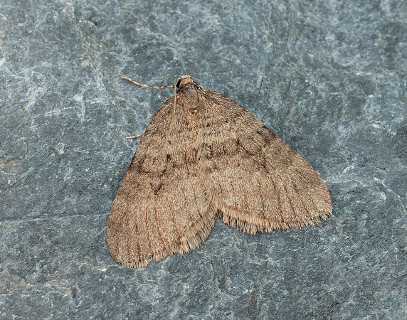 70.106 BF1799 Winter Moth Operophtera brumata