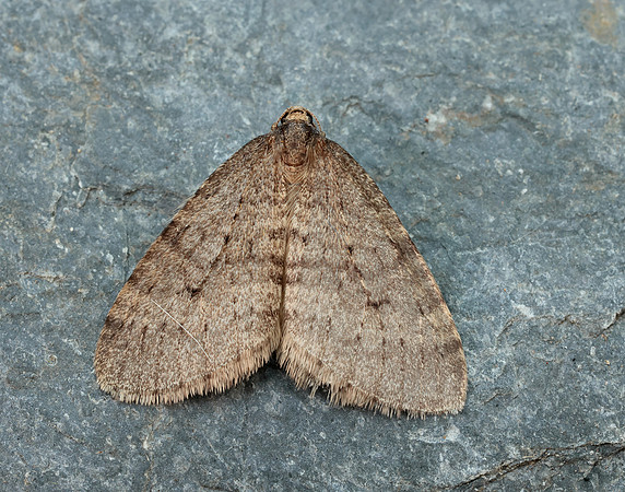 70.106 BF1799 Winter Moth Operophtera brumata