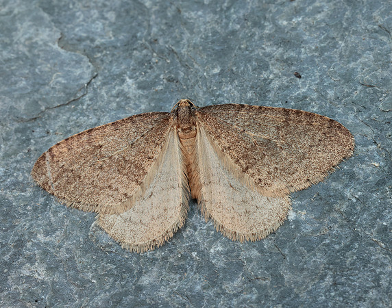 70.106 BF1799 Winter Moth Operophtera brumata
