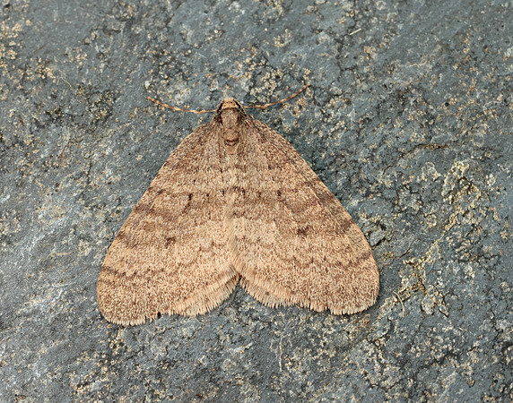 70.106 BF1799 Winter Moth Operophtera brumata