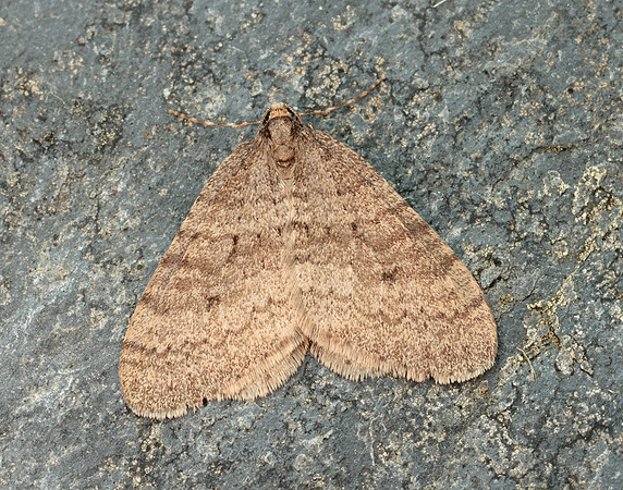 70.106 BF1799 Winter Moth Operophtera brumata