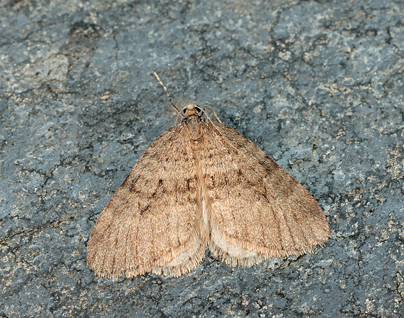 70.106 BF1799 Winter Moth Operophtera brumata