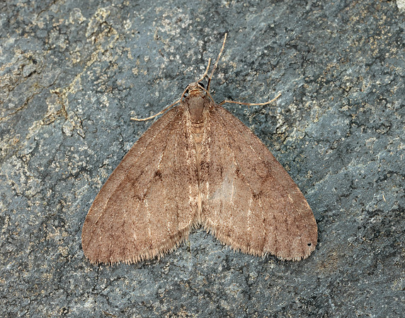 70.106 BF1799 Winter Moth Operophtera brumata