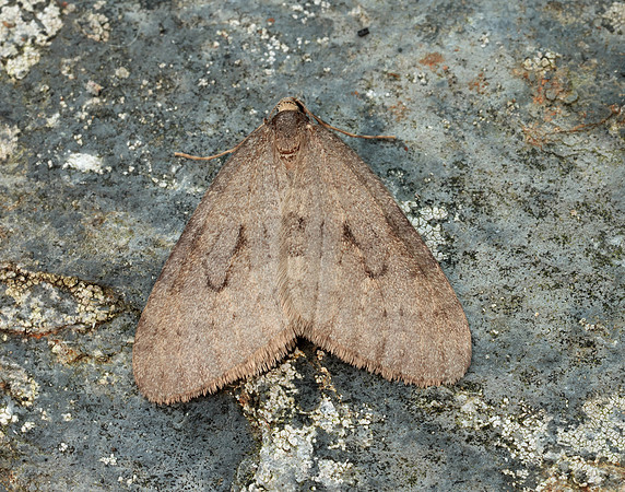 70.106 BF1799 Winter Moth Operophtera brumata