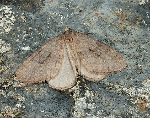 70.106 BF1799 Winter Moth Operophtera brumata
