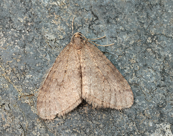 70.106 BF1799 Winter Moth Operophtera brumata