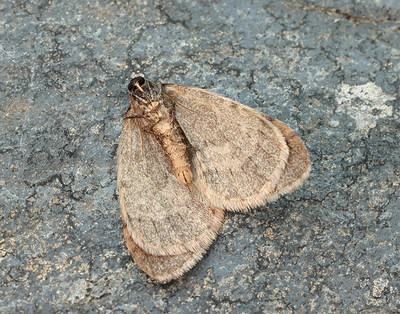 70.106 BF1799 Winter Moth Operophtera brumata