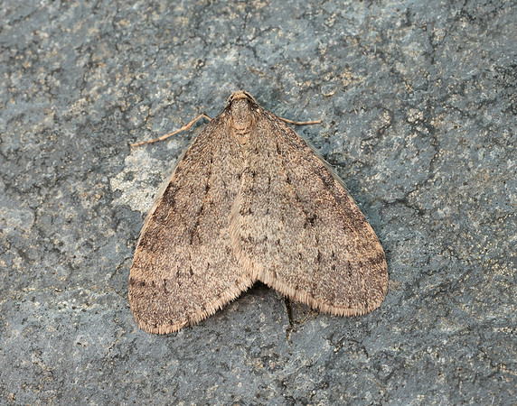 70.106 BF1799 Winter Moth Operophtera brumata