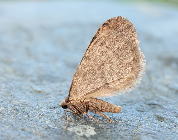 70.106 BF1799 Winter Moth Operophtera brumata