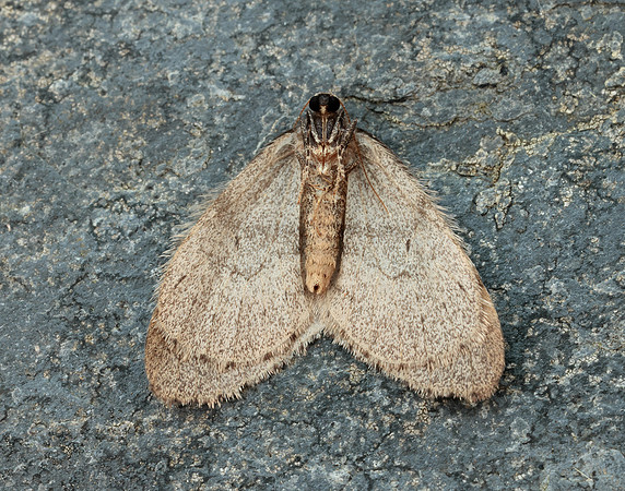 70.106 BF1799 Winter Moth Operophtera brumata